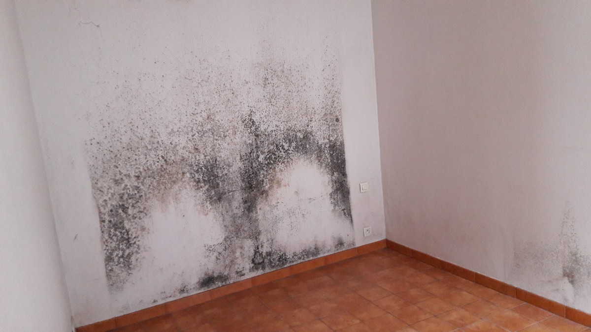Moisissures - Expertise humidité à Bordeaux